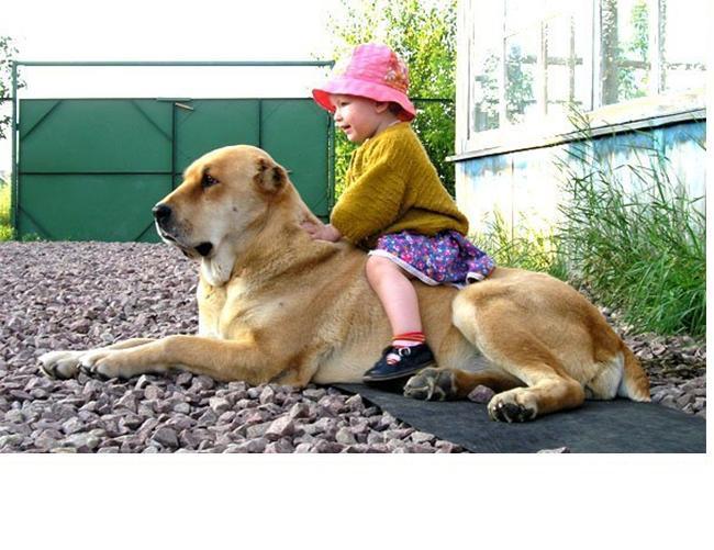 Вднх можно с собакой. Собака во дворе. Самые добрые собаки для детей. Собаки во двор породистые. Самые дружелюбные собаки.